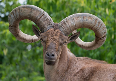 Close-up portrait of horned mammal