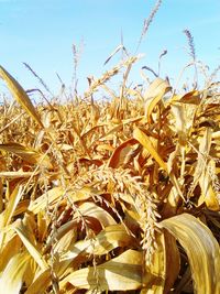 Close-up of wheat plants on field against sky