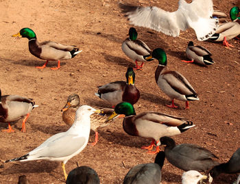 Seagulls and mallard ducks on field