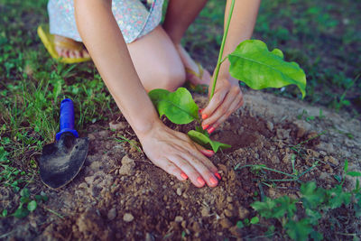 Low section of woman planting sapling in dirt