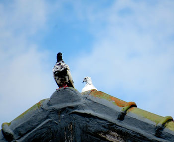 Low angle view of pigeon perching on roof