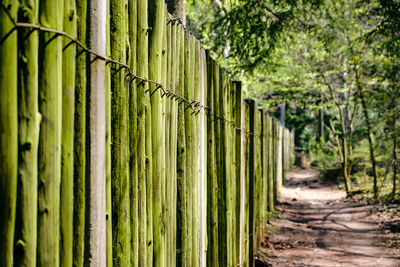 Close-up of bamboo fence