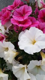 Close-up of white flowering plants