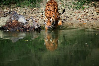 View of a drinking water from a lake