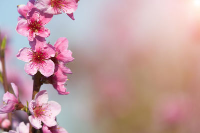 Close-up of pink cherry blossom