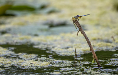 Close-up of plant against blurred background
