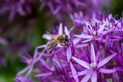 Close-up of bee pollinating on purple flower