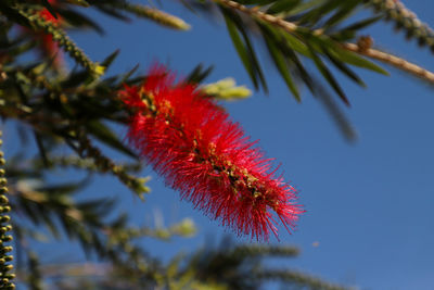 Low angle view of red flowering plant against sky