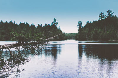Scenic view of lake in forest against clear sky