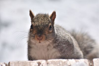 Close-up of squirrel