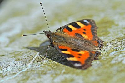 Close-up of butterfly