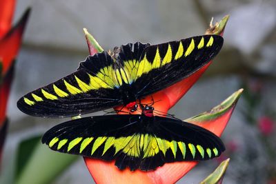 Close-up of butterfly on leaf
