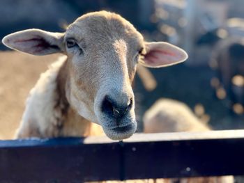 Close-up portrait of sheep at farm