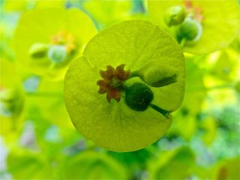 Close-up of yellow flower