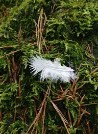 Close-up of feather on plant