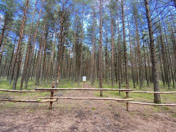 Trees growing on field in forest