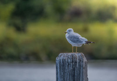 Close-up of bird perching on wooden post