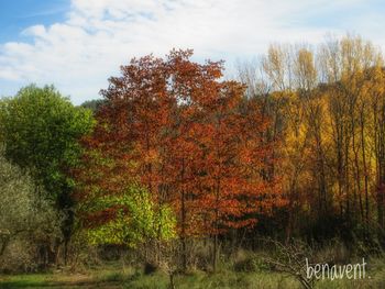 Low angle view of trees against sky