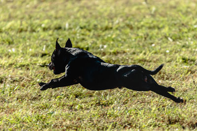 Staffordshire bull terrier flying moment while running on dog racing