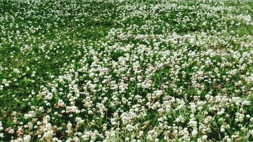 Full frame shot of white flowering plants on field