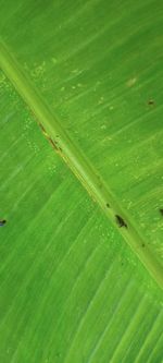 Full frame shot of green leaf