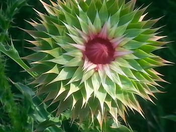 Close-up of plant