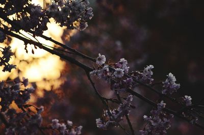 Close-up of cherry blossom