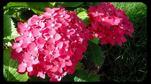 Close-up of pink flowers