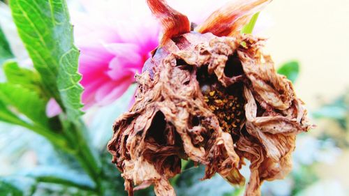 Close-up of plant against blurred background