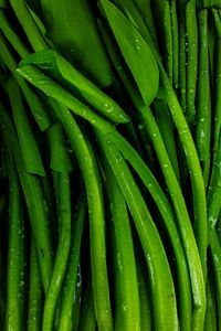 Full frame shot of green vegetables for sale