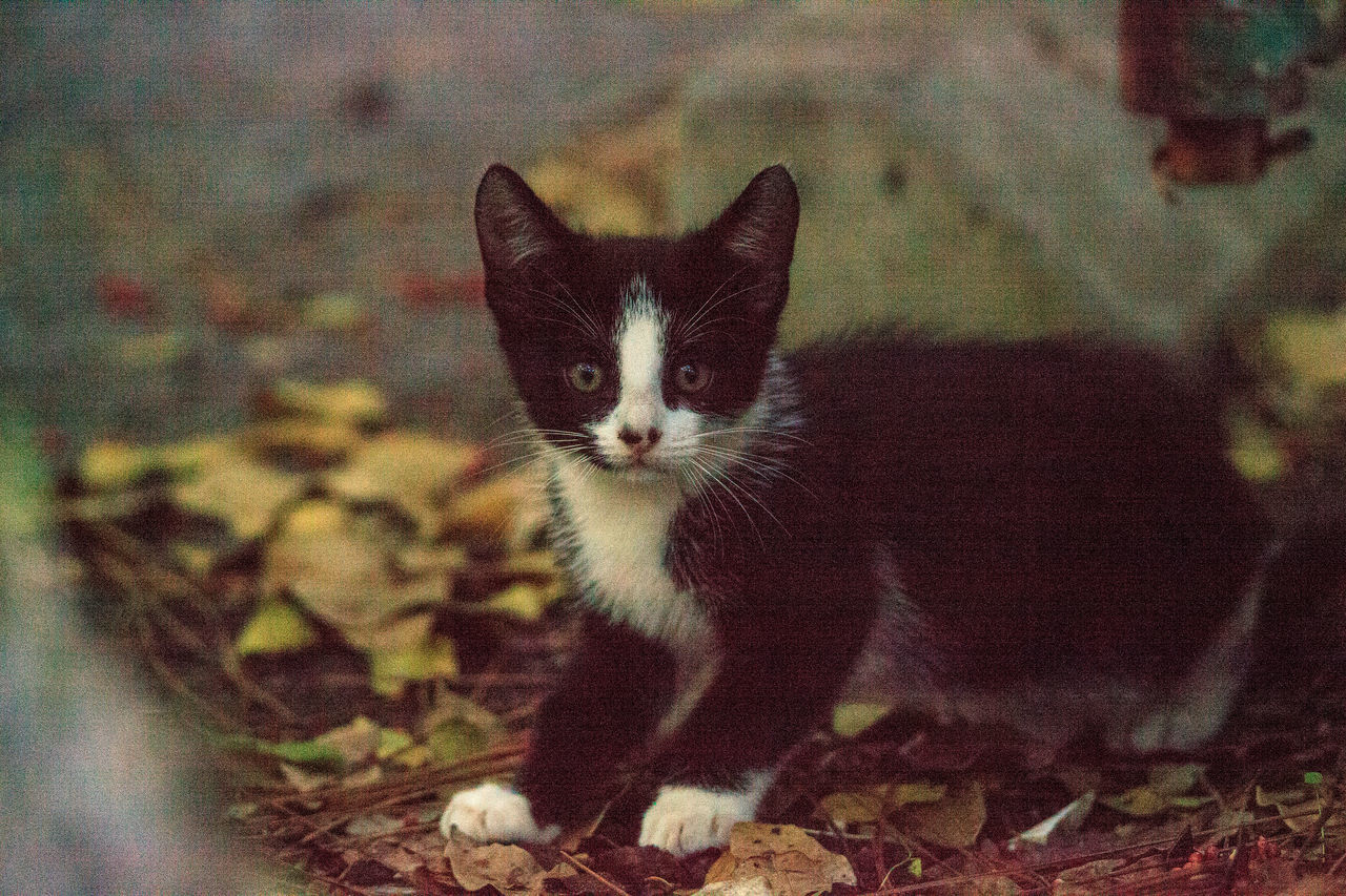 PORTRAIT OF BLACK CAT ON FLOOR