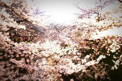 Pink flowers blooming on tree