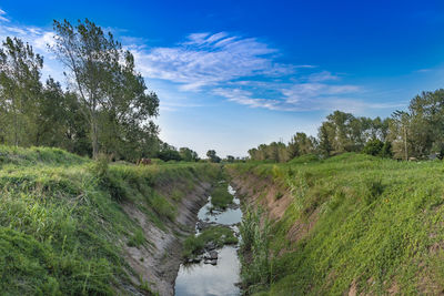 Scenic view of stream amidst trees against sky