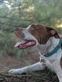 Close-up of a dog looking away