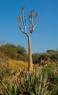 Plants growing on field against clear sky