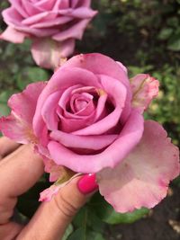 Close-up of hand holding pink rose