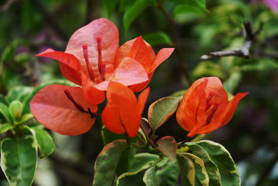 Close-up of red flowers blooming outdoors