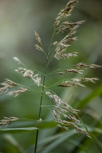 Close-up of dry leaves