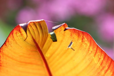 Close-up of insect on orange leaf