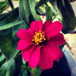 Close-up of pink flowers
