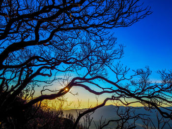 Low angle view of bare tree against blue sky