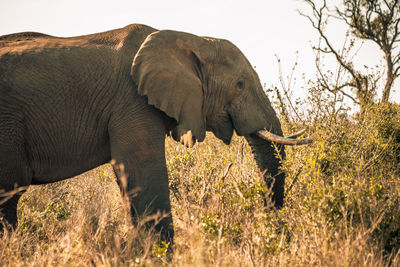 Elephant walking in a field