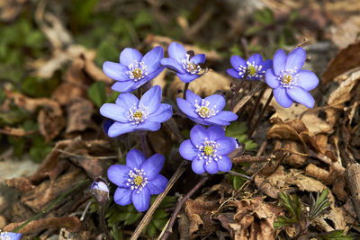 Close-up of purple crocus flowers on field