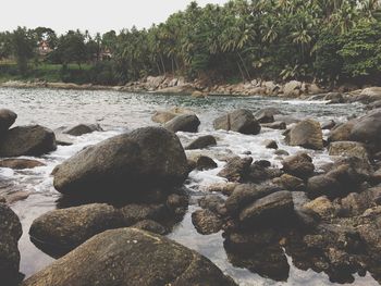 Rocks by river against trees in forest