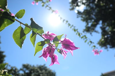 Low angle view of pink flowering plant against sky