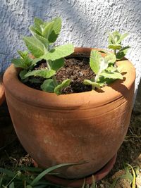 Close-up of potted plant