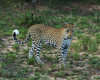 Leopard on field at kruger national park