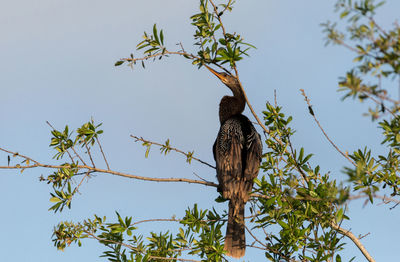 Low angle view of eagle perching on tree