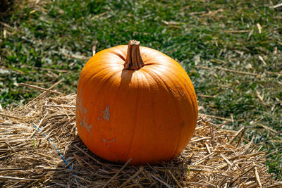 Close-up of pumpkin on field