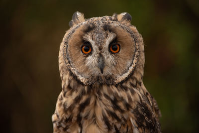 Close-up portrait of owl